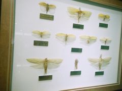 -上海昆虫博物馆