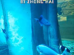 -碧中海汤泉汗蒸酒店