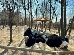 -大连森林动物园