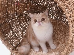 -飞行喵MR PILOT|猫舍·猫咖(静安大融城店)