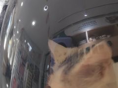 -瑞派长江宠物医院·猫科·外科·24小时夜护(谊城公寓分院)