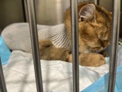 -艾吉宠物医院·疑难杂症转诊中心·猫友好(碧江路院)
