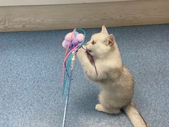 -美联众合动物医院(·中兽医·疑难杂症·严家桥分院)