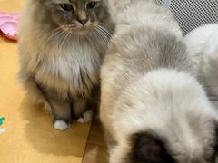 -COLOR PETS 撸猫馆·购猫·猫咖(长风大悦城店)