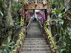 -西双版纳原始森林公园