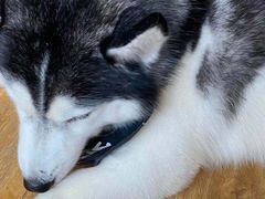 -Husky Go! 哈士奇体验馆·宠物咖啡厅狗咖