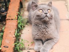 -海边的猫和咖啡馆