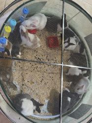 -卡通尼·Safari非洲探索乐园·生日会(金桥国际商业广场店)