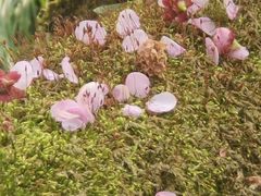 -杭州植物园