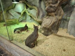 -Zoolung Zoolung动物主题公园(海信广场店)