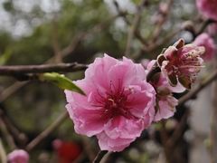 -桃花涧