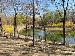 -大兴滨河森林公园