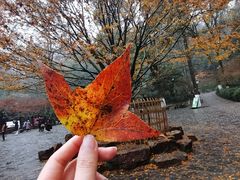 -岳麓山风景名胜区