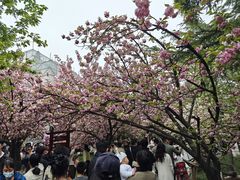 -西安青龙寺遗址景区