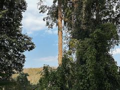 -西双版纳基诺山寨