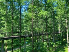 -黄海国家森林公园