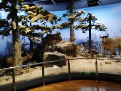 -陕西自然博物馆