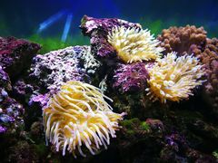 景观位-御唐府海珊瑚主题餐厅