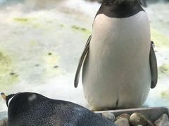 -珠海长隆海洋王国