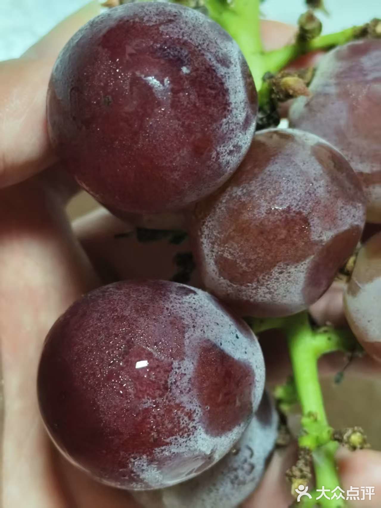 枝头挂满葡萄