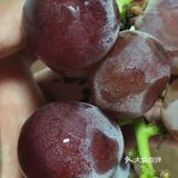 枝头挂满葡萄