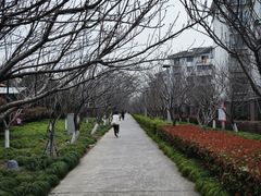 -高东镇樱花园