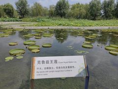 -白洋淀景区