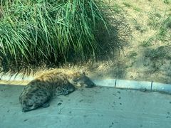 -北京野生动物园