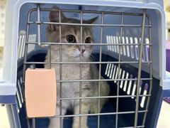 -小猫来了·猫舍(红山六九七九店)