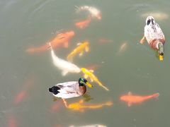-白马涧龙池景区