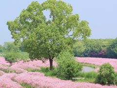 -花开海上生态园