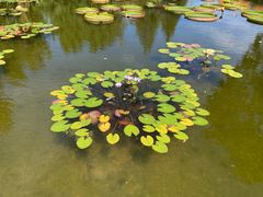 -莲花池公园
