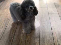 -more than meow吴止猫主题餐厅(承德 中船汇店)