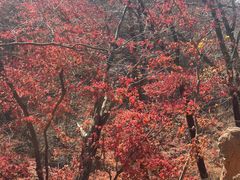 -天女山森林公园