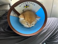 -动物缘宠物医院·骨科·猫科(西二环店)