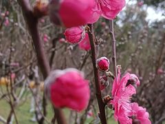 -桃花涧