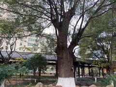 -绳金塔