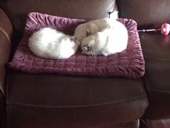 -东方名猫馆·英短金渐层布偶猫舍(环线广场1号楼店)