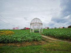 -紫颐香薰山谷景区