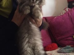 -纳吉亚猫专科动物医院博雅分院