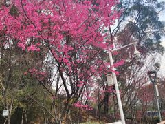 -金鸡山公园