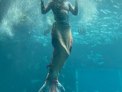 -海棠湾洲际-涛·海底餐厅·美人鱼·自助餐·海底隧道