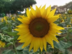 -松山湖梦幻百花洲