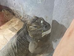 -合肥野生动物园