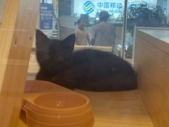 -爪爪喵星球·猫舍(前海卓越店)