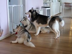 -Husky Go! 哈士奇体验馆·宠物咖啡厅狗咖