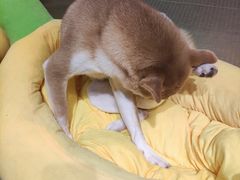 -逗柴咖啡屋·狗咖猫咖宠物桌游