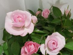 -双季花艺园艺市场(浦东店)
