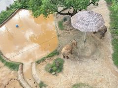 -广州长隆野生动物世界