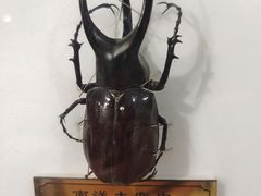 -上海昆虫博物馆